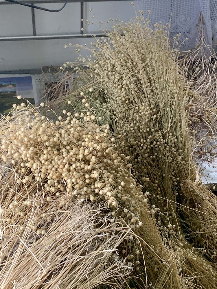 usušený len, připravený na zpracování na vlákno